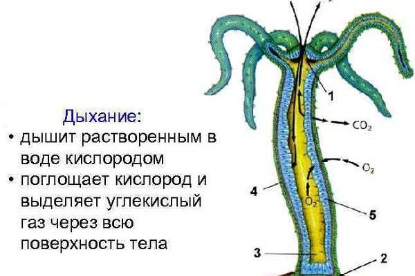 Не работает omg omg onion