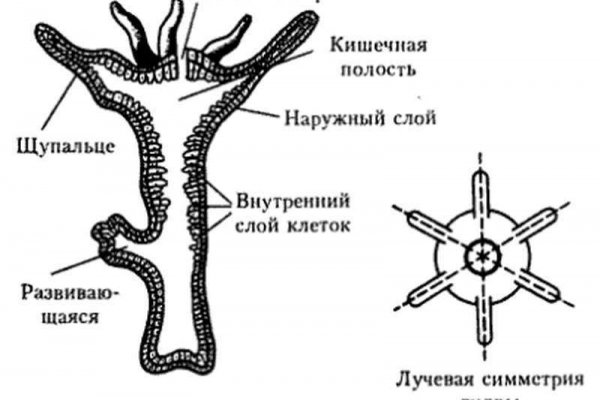 Омг в тг