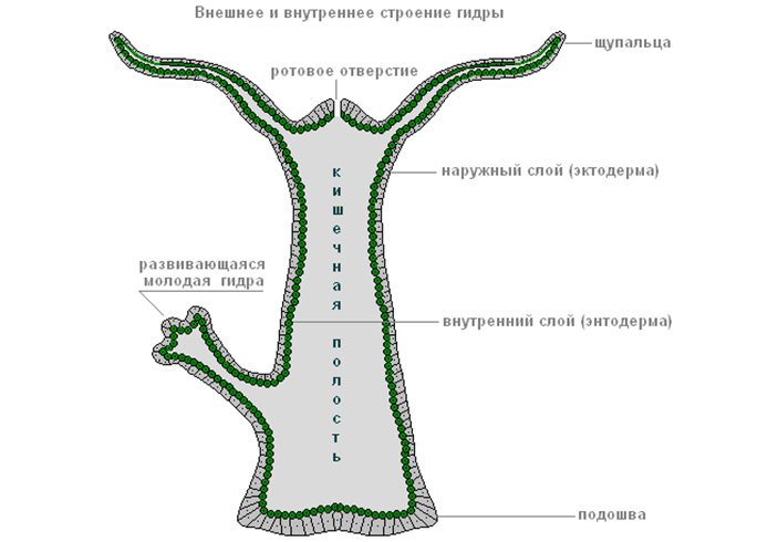 Омг омг ссылка телеграм